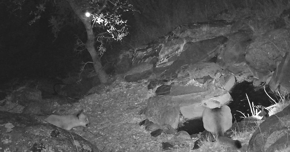 Natural Sightings: Two cats drink in the night | Lifestyle ...