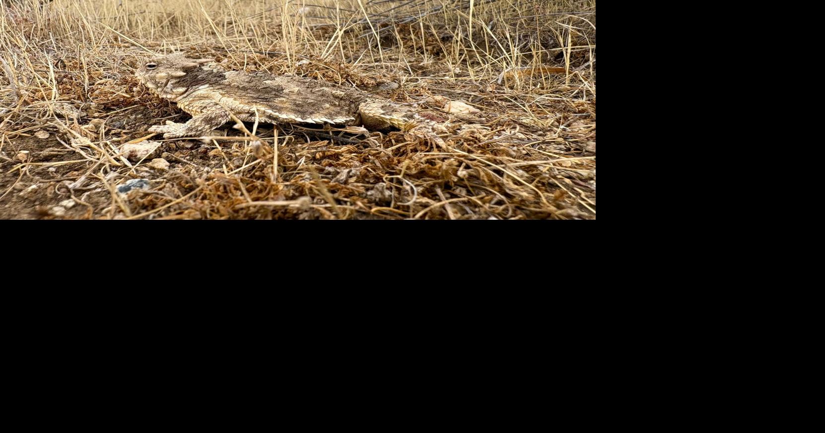 Natural Sightings: Just trying to blend in