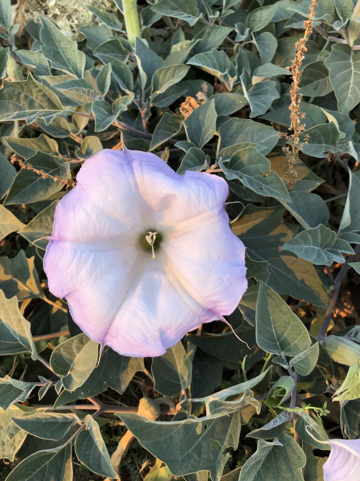 Pen in Hand: Datura: the ethereal beauty of a moonflower