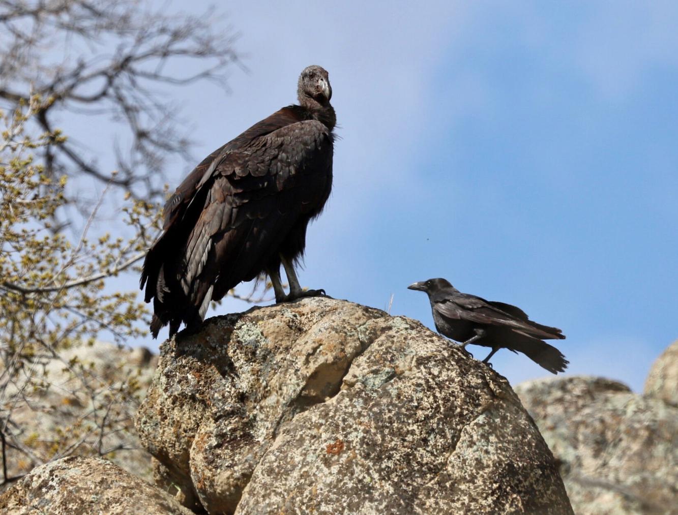 Natural Sightings A big bird . . . and a giant bird Lifestyle