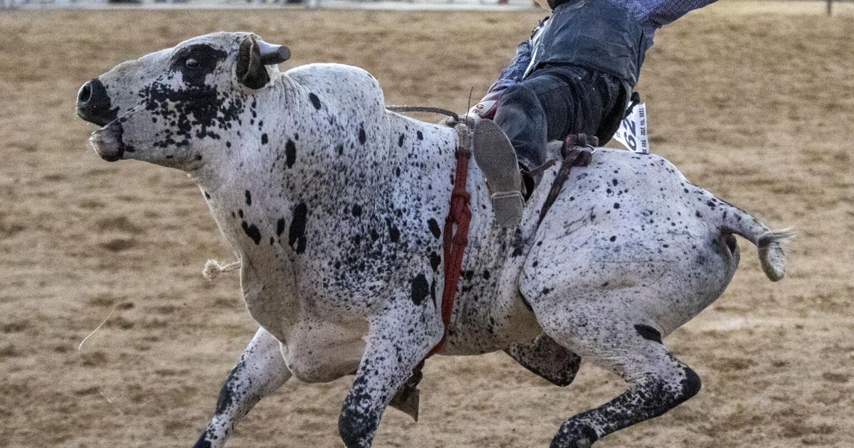 Bad Dog Rodeo PHOTO GALLERY: Benz Bad Bulls rodeo attracts sellout crowd | Lifestyle ...