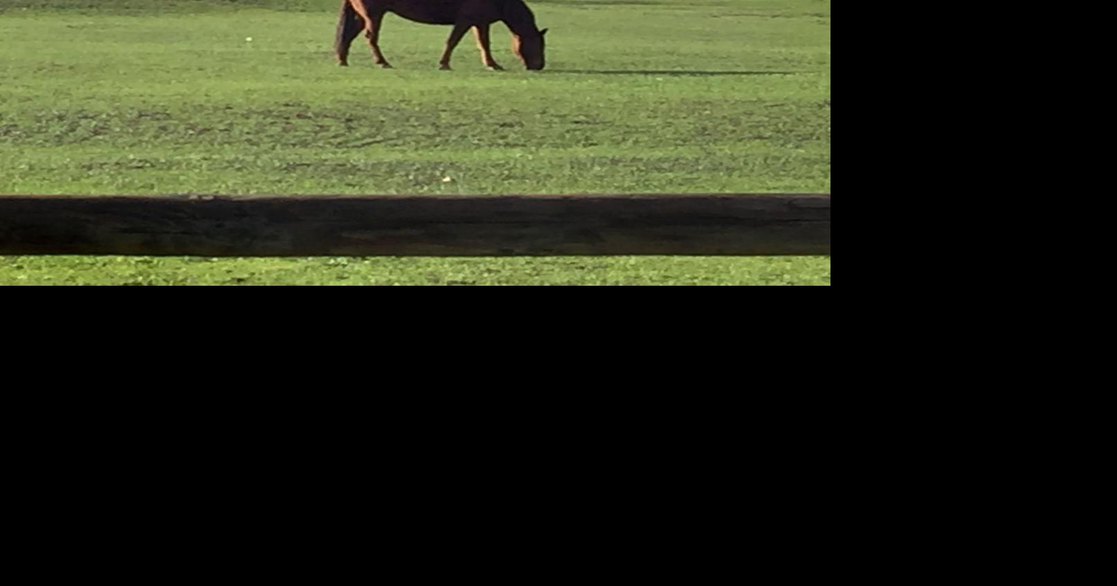 Horseback riding Thingstodo