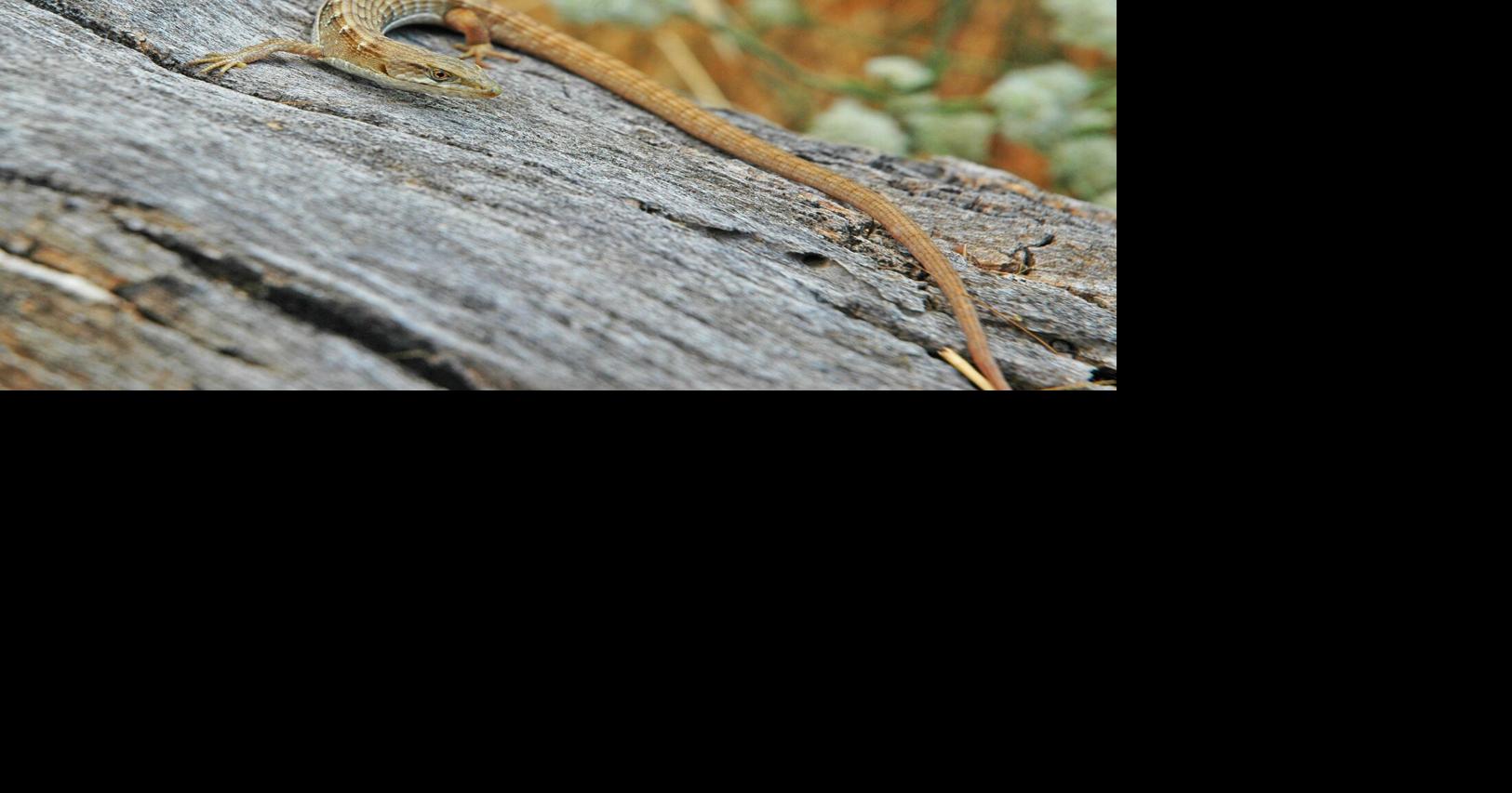 Natural Sightings: A little long-tailed reptile, still new to the world ...
