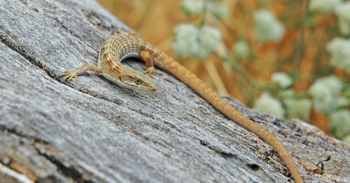 Natural Sightings: A little long-tailed reptile, still new to the world ...