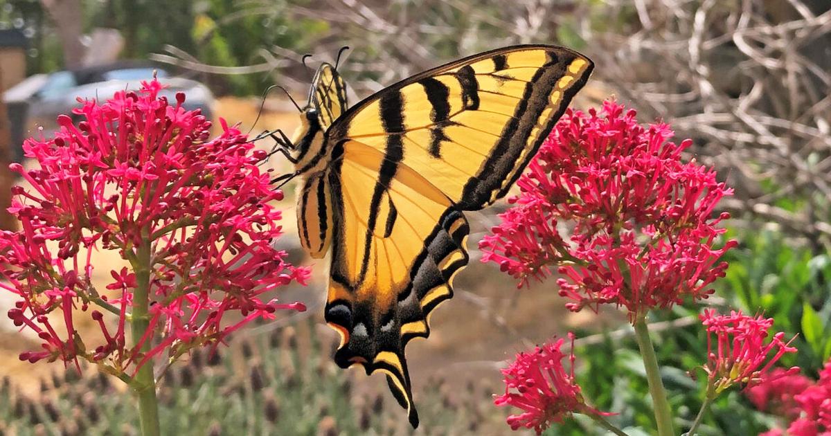 Natural Sightings: Beauty on beauty | Lifestyle | tehachapinews.com
