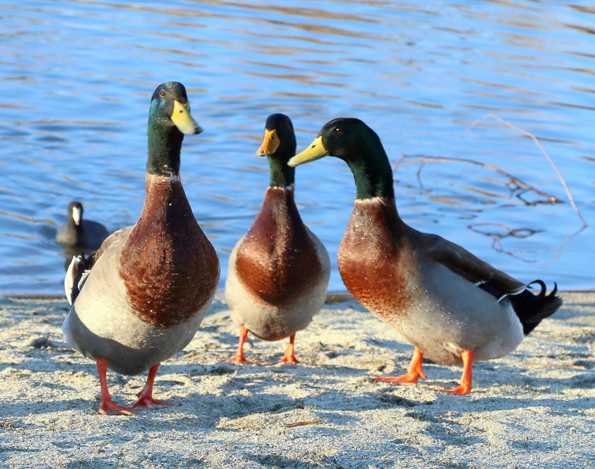 mallard duck symbolism mallard duck symbolism