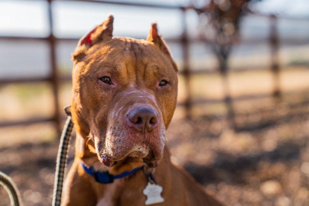 mutts rescues second tongueless dog