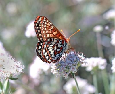 Natural Sightings #618 - Chalcedon Checkerspot.JPG