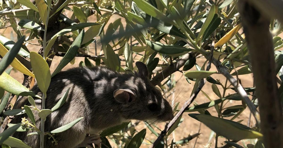 Pen in Hand: Dusky-footed woodrat: these pack rats are elusive but ...
