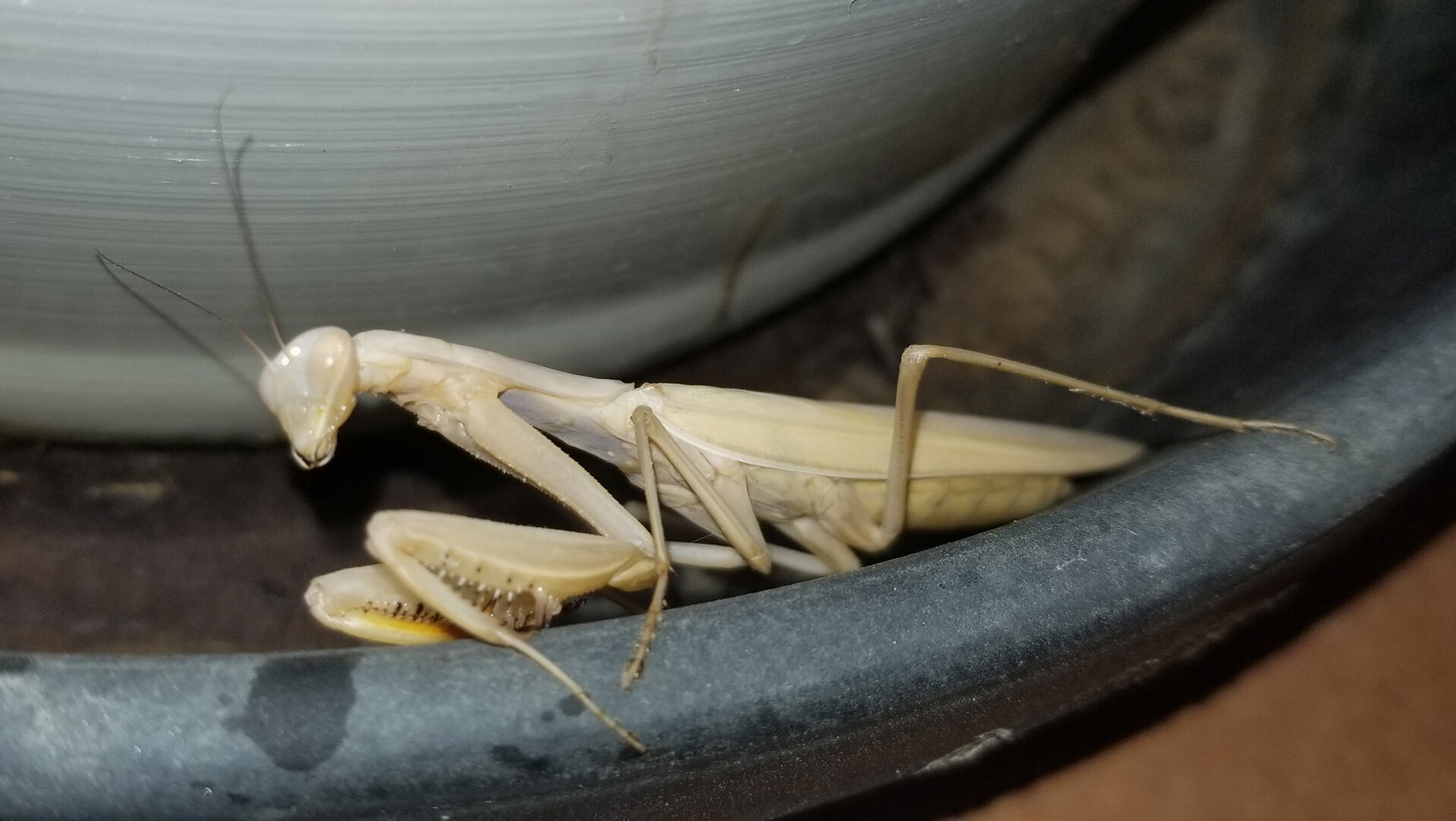 Natural Sightings: A small but interesting predator in the garden