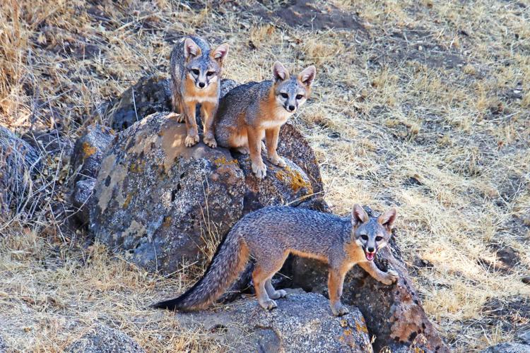 Pen in Hand: Gray Foxes raising a family | Lifestyle | tehachapinews.com
