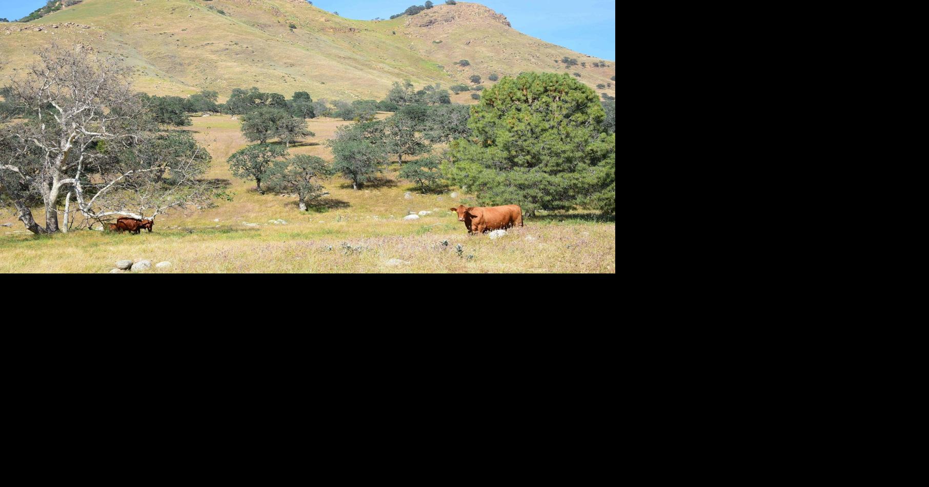 The Loop Ranch: Cattle ranching heritage sets stage for nature preserve ...