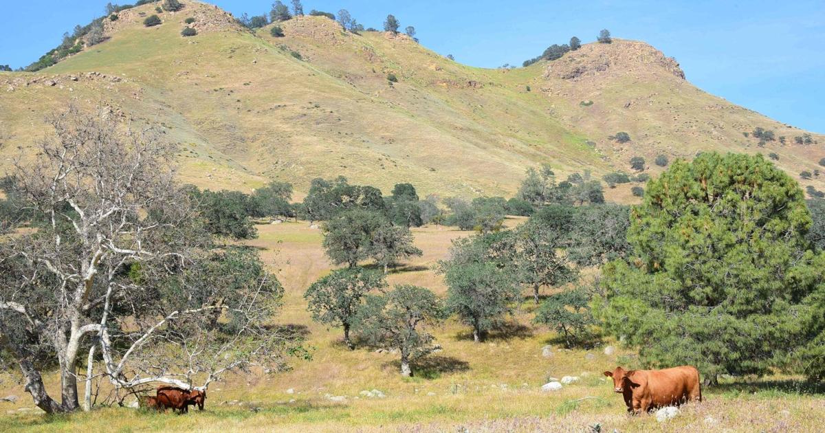 Looping C Ranch The Loop Ranch: Cattle ranching heritage sets stage for nature preserve ...