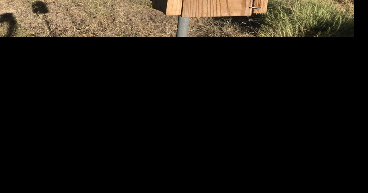 Western Bluebird nest box program: A Tehachapi citizen scientist