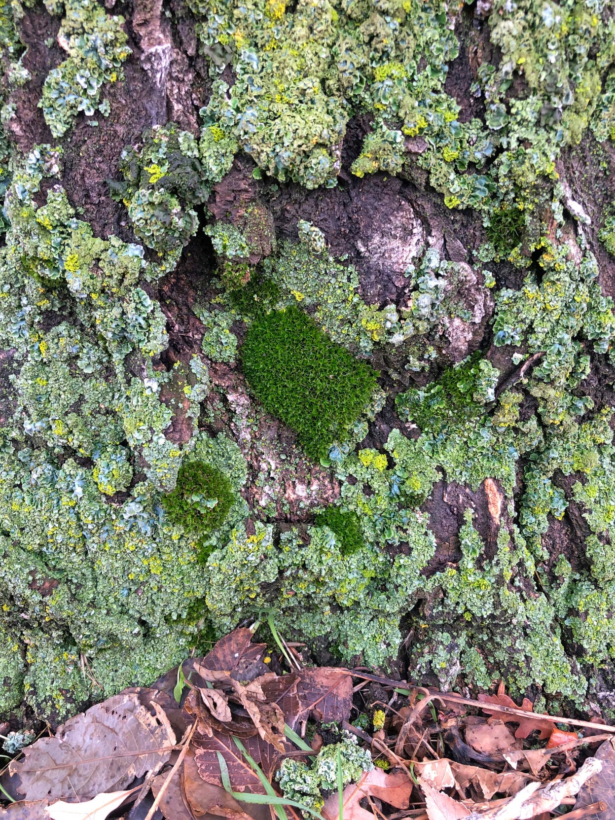 Pen in Hand: Lichen after the rain | Lifestyle | tehachapinews.com