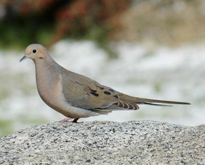 Natural Sightings #660 - Mourning Dove.jpg