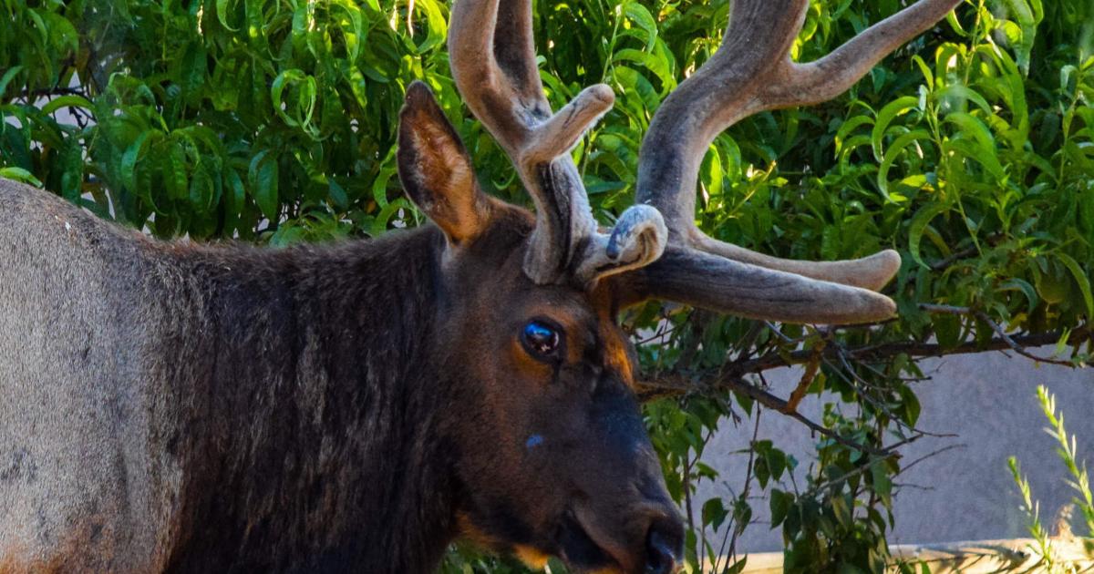 Natural Sightings: With a gentle gleam in his eye | Lifestyle ...