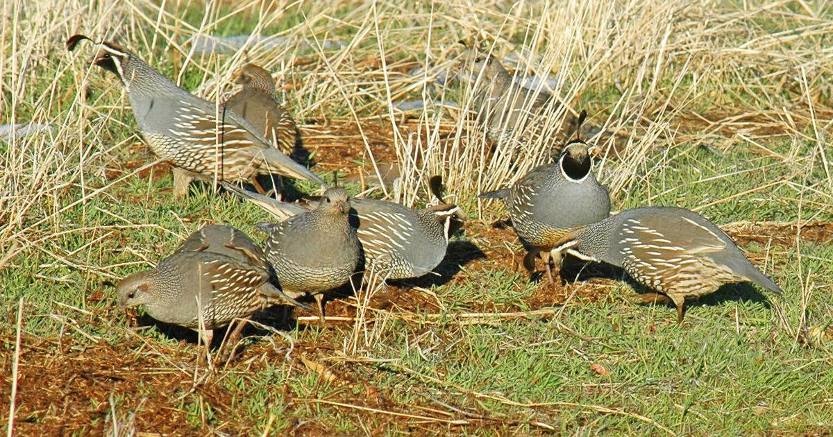Natural Sightings: A family that forages together | Lifestyle ...
