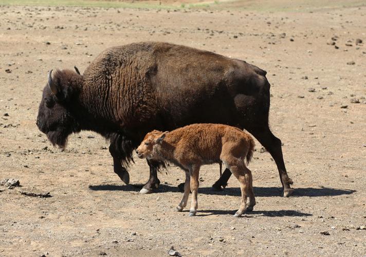 Mothers Buffalo