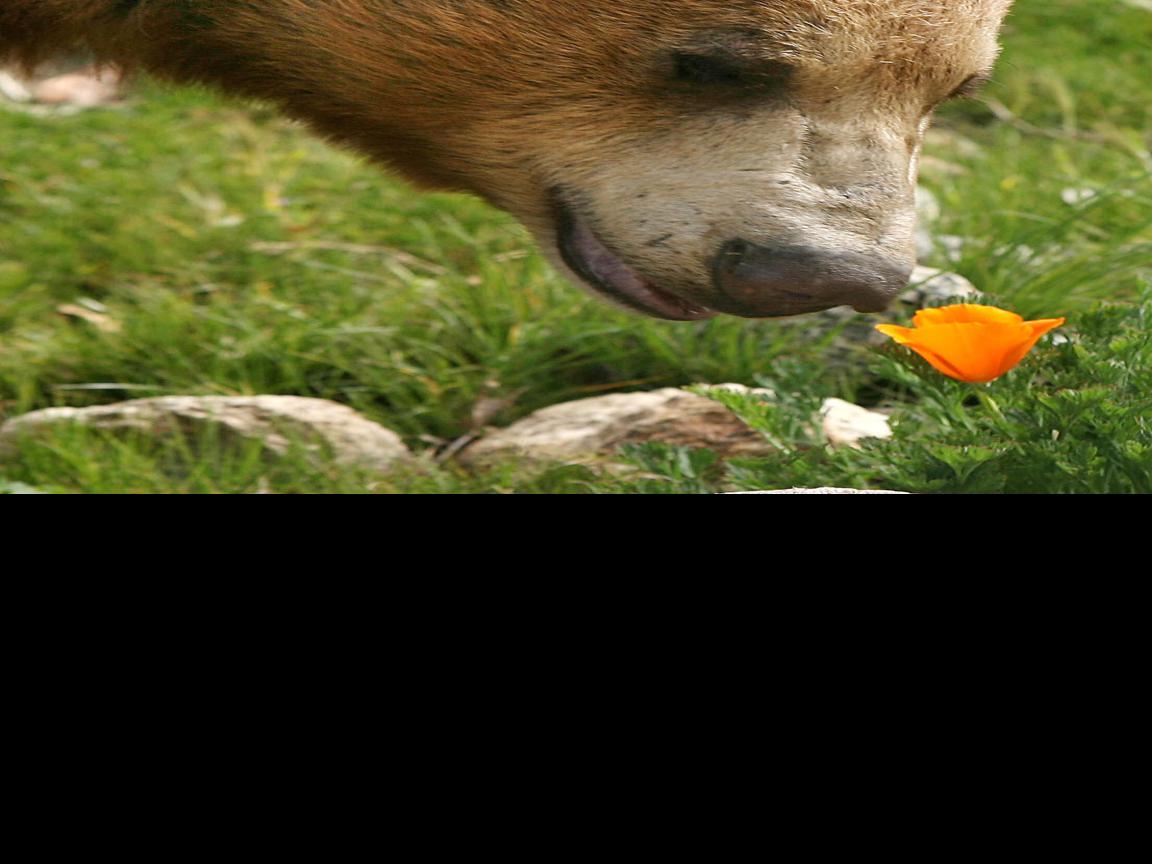 Keep Calm And Thrive On The History And Future Of Zoo Tehachapinews Com