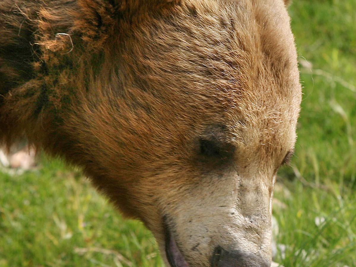 Keep Calm And Thrive On The History And Future Of Zoo Tehachapinews Com Keep Calm And Thrive On The History And Future Of Zoo Tehachapinews Com