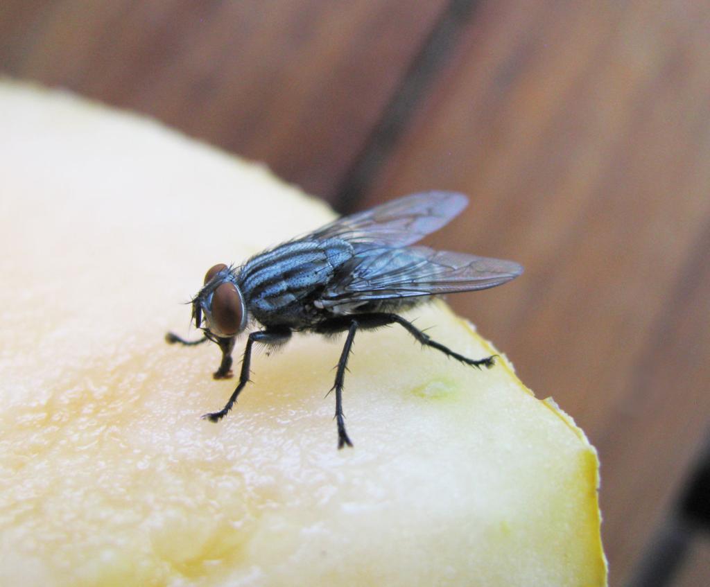 Pen in Hand: Flesh Flies: you've seen them, you just weren't how they differed from other flies | Lifestyle | tehachapinews.com