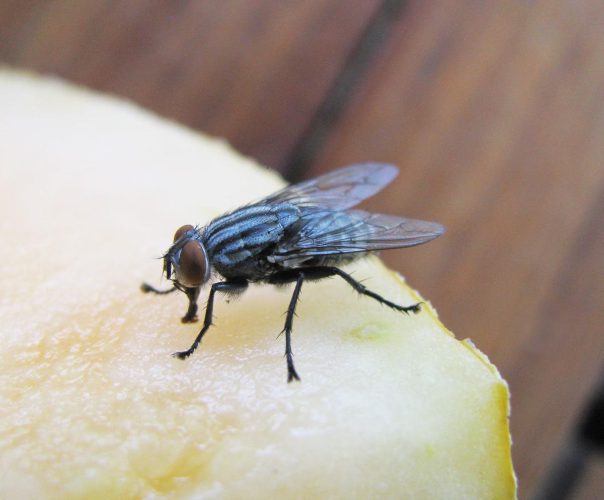 Pen In Hand Flesh Flies You Ve Seen Them You Just Weren T Sure How They Differed From Other Flies Lifestyle Tehachapinews Com