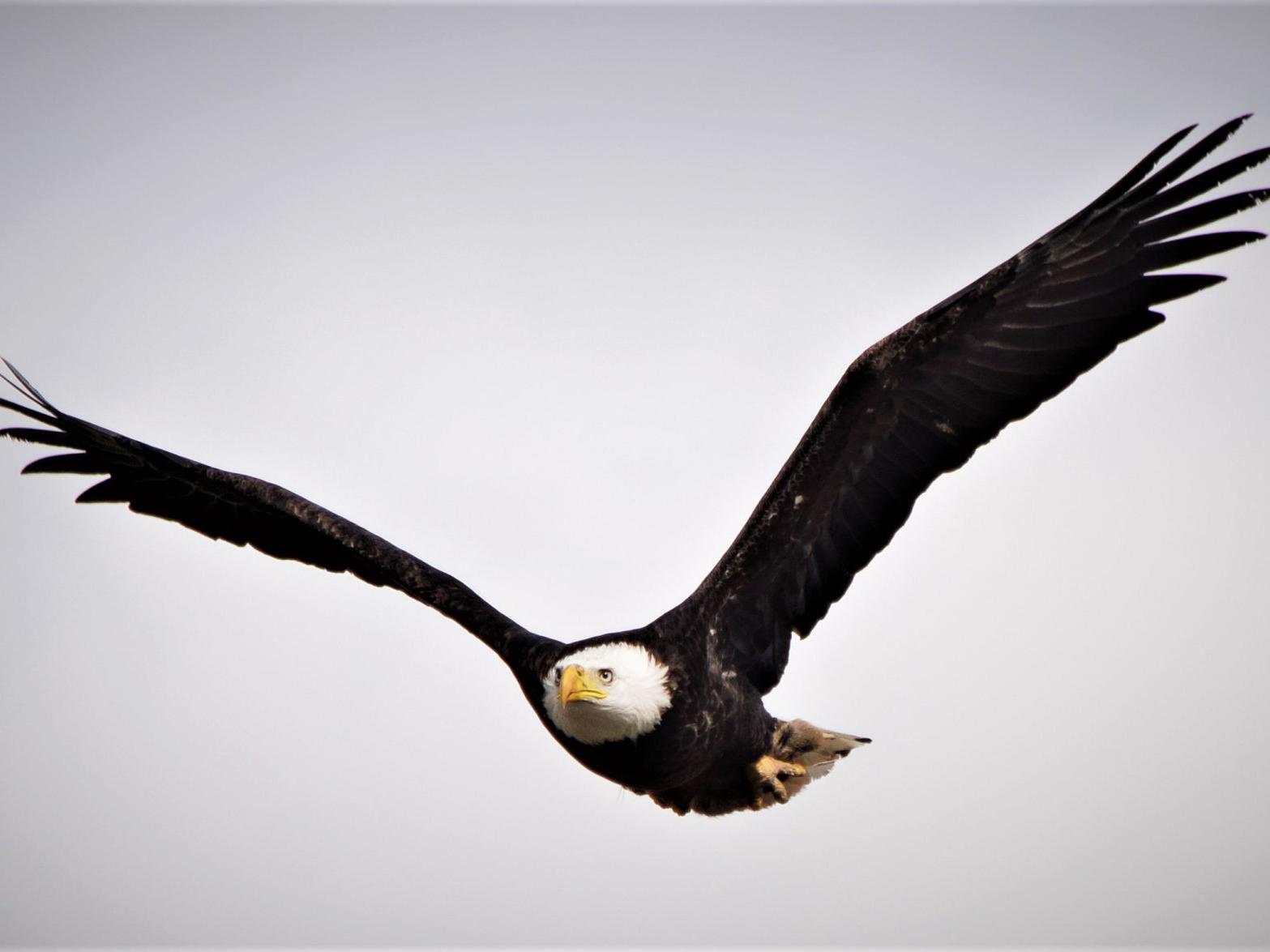 Occasional Eagle Occasional Eagle