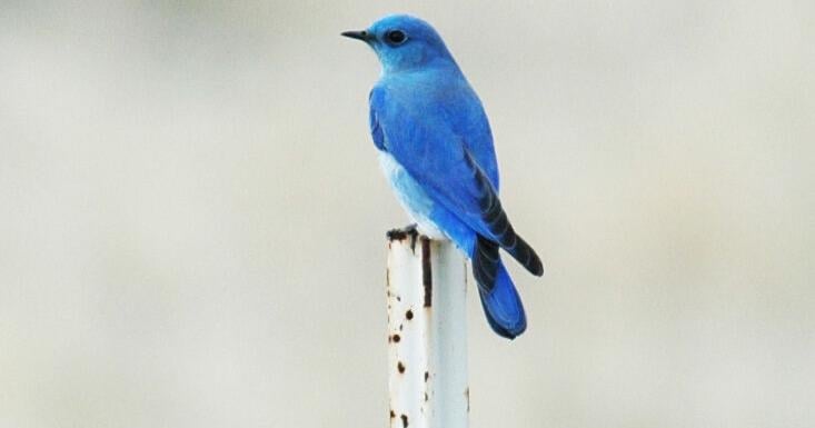 Pen in Hand: The winter travelers that come and go