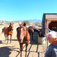 Racehorse rescue: Discarded thoroughbreds find a rest home in Tehachapi