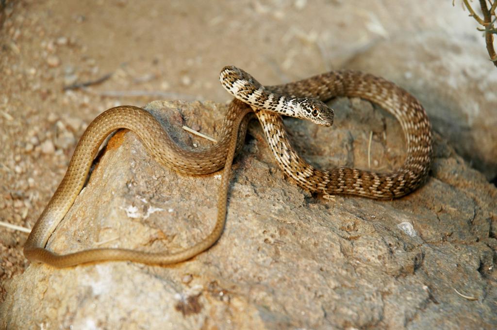 Pen In Hand Afraid Of Snakes Don T Worry Red Racers Vanish Before You Have Time To Be Alarmed Lifestyle Tehachapinews Com