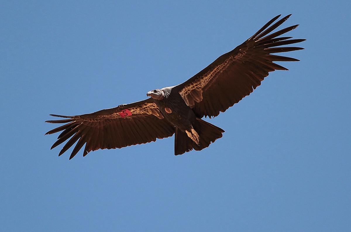 Pen In Hand Endangered California Condors Visit Tehachapi