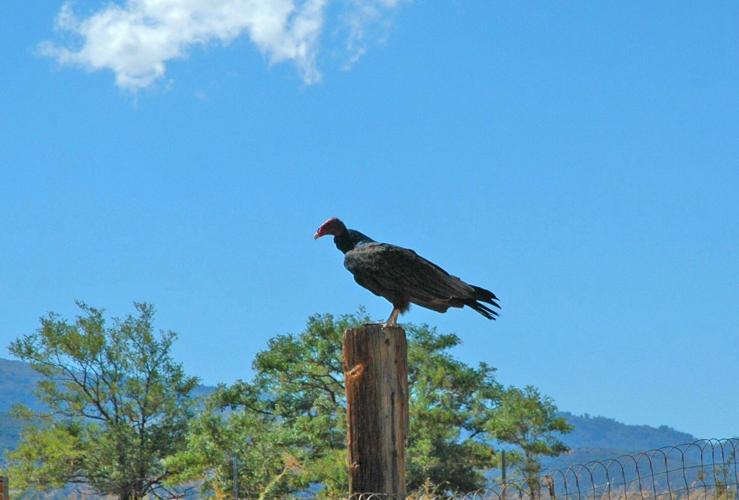 Natural Sightings: Keeping the countryside clean | Lifestyle ...