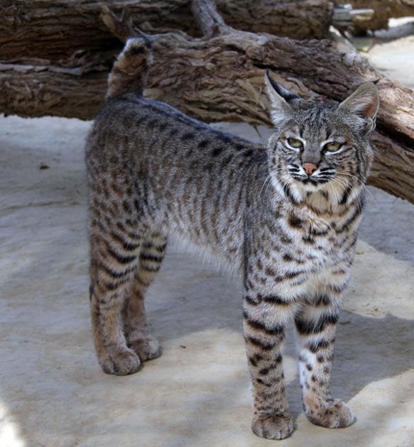 An Evening With The Wild Exotic Cats Of Rosamond News