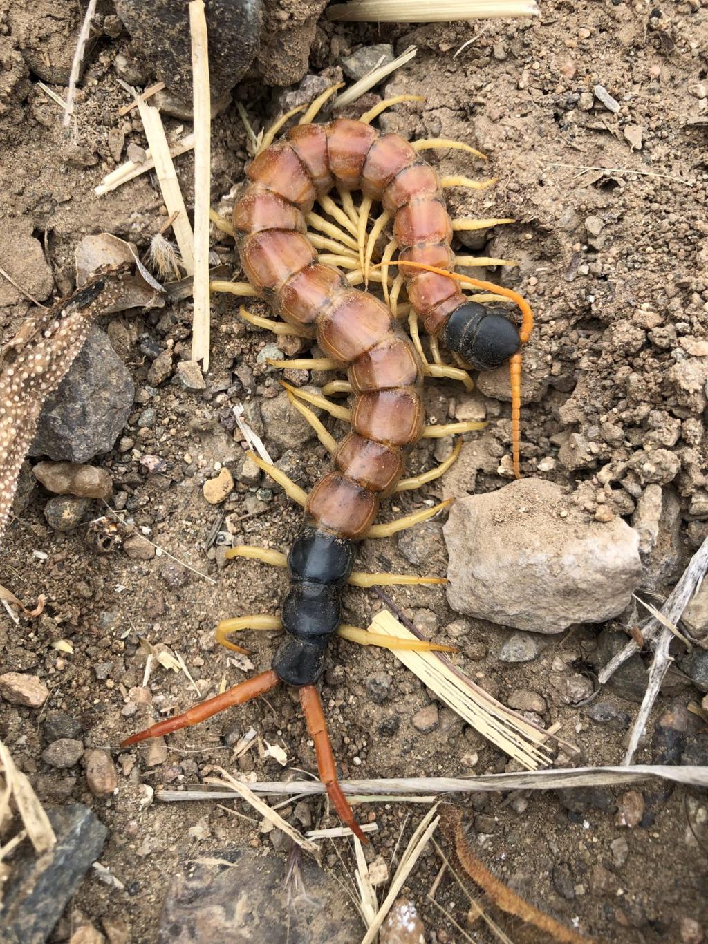 giant desert centipede