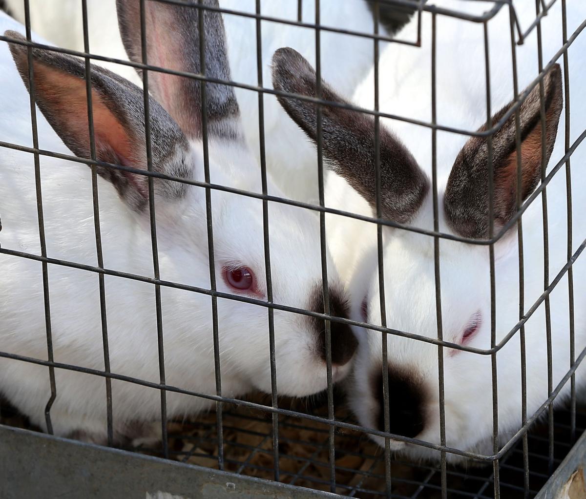 kern county fair livestock show will be