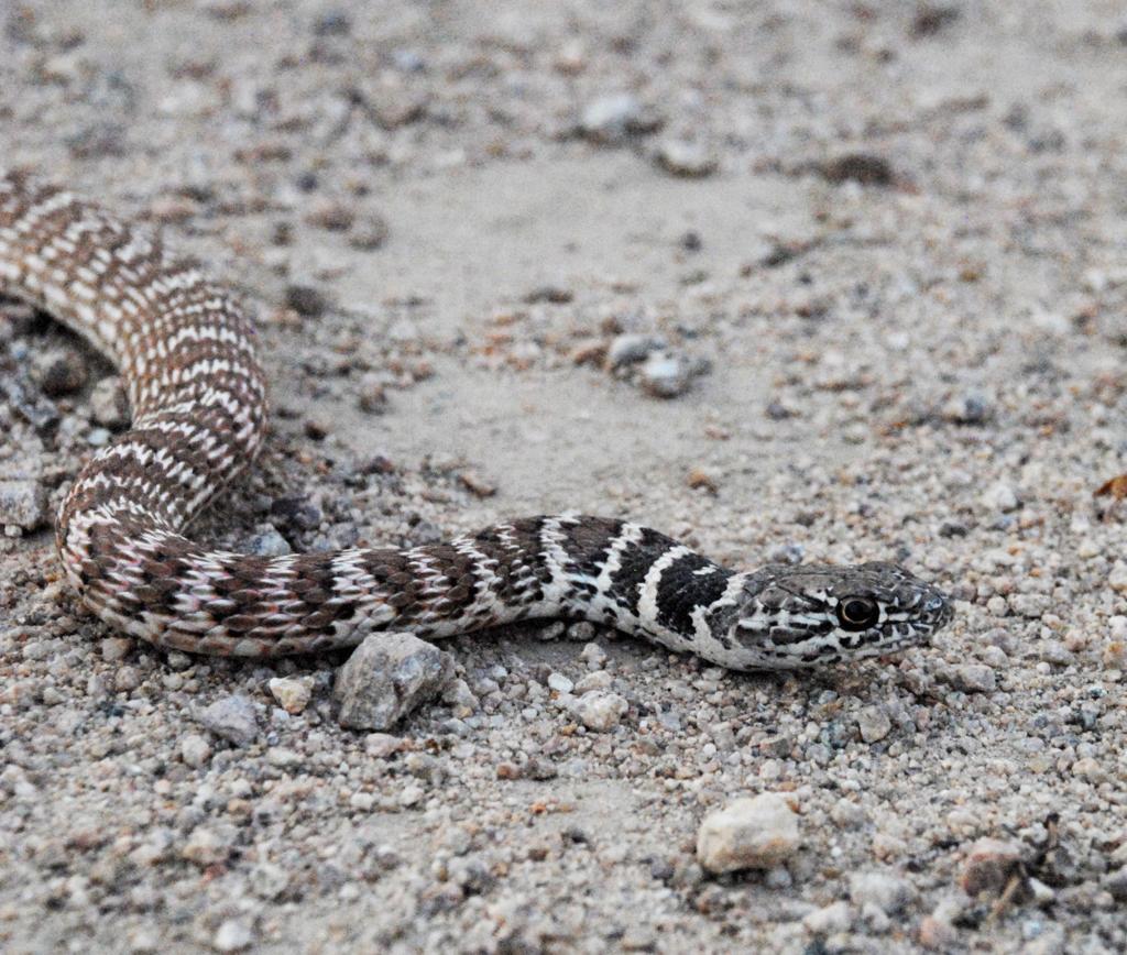 Pen In Hand Afraid Of Snakes Don T Worry Red Racers Vanish Before You Have Time To Be Alarmed Lifestyle Tehachapinews Com Pen In Hand Afraid Of Snakes Don T Worry Red Racers Vanish Before You Have Time To Be Alarmed Lifestyle Tehachapinews Com