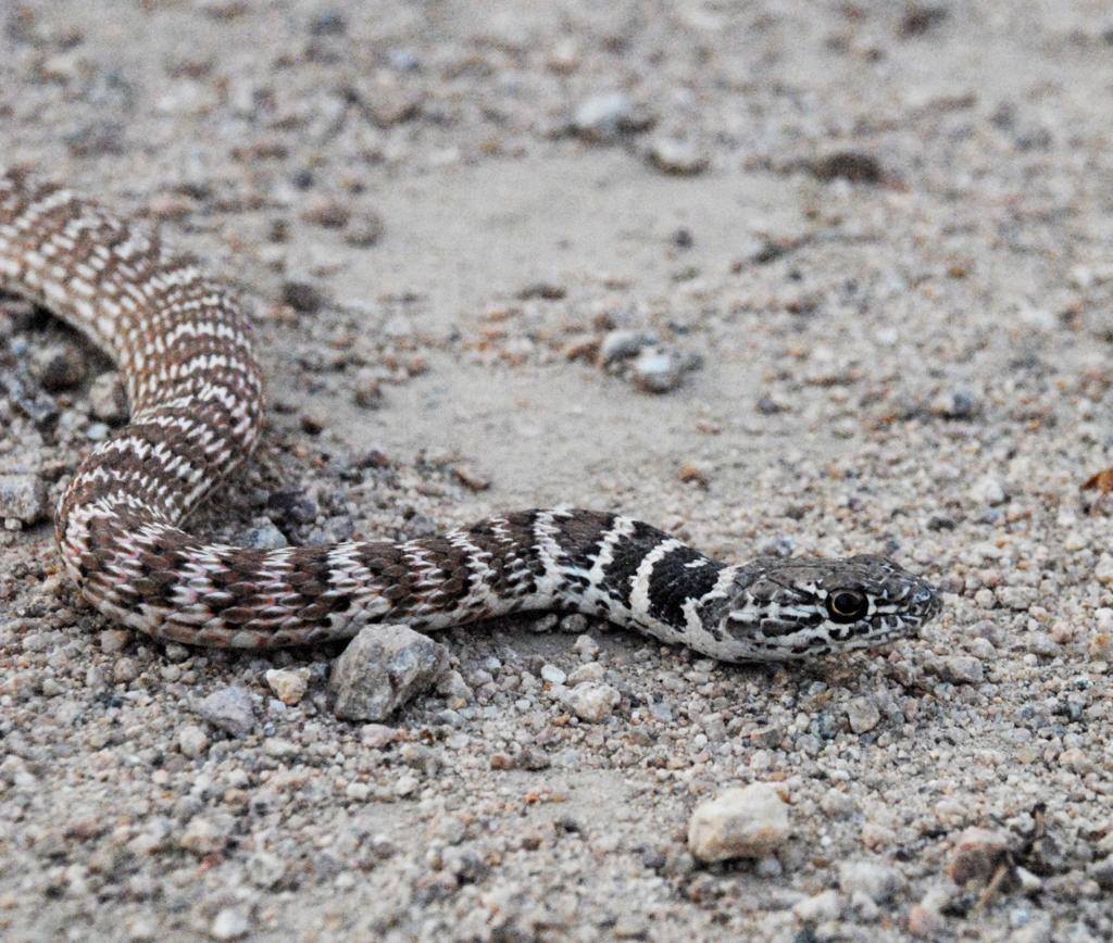 Red Racer - Coluber flagellum piceus