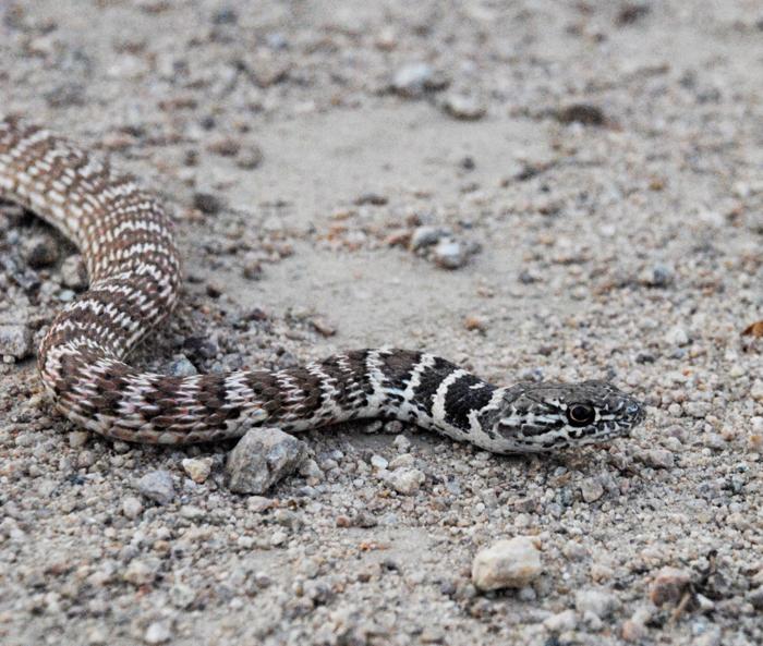 Pen In Hand Afraid Of Snakes Don T Worry Red Racers Vanish Before You Have Time To Be Alarmed Lifestyle Tehachapinews Com