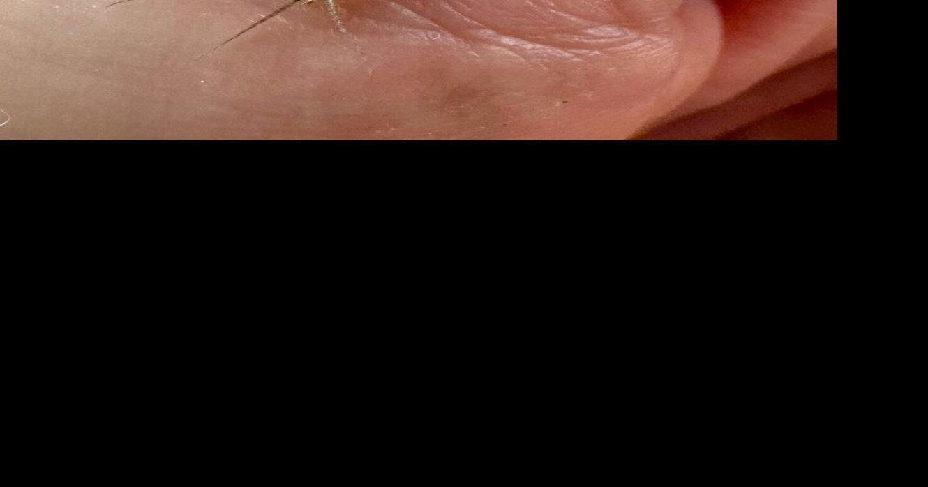 Natural SIghtings: A tiny little housemate | Lifestyle | tehachapinews.com