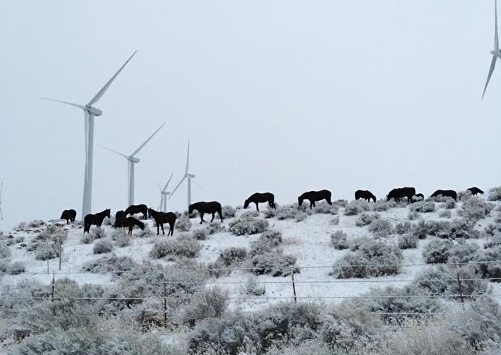 Visitor Guide Horseback riding