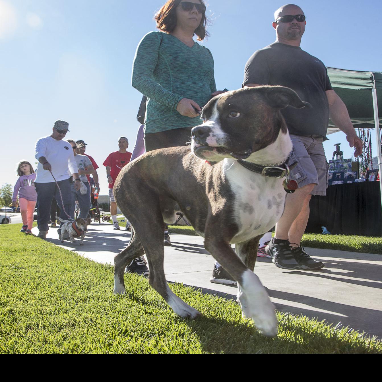 Gone To The Dogs 5k Fun Run Pet Festival Moves To Meadowbrook