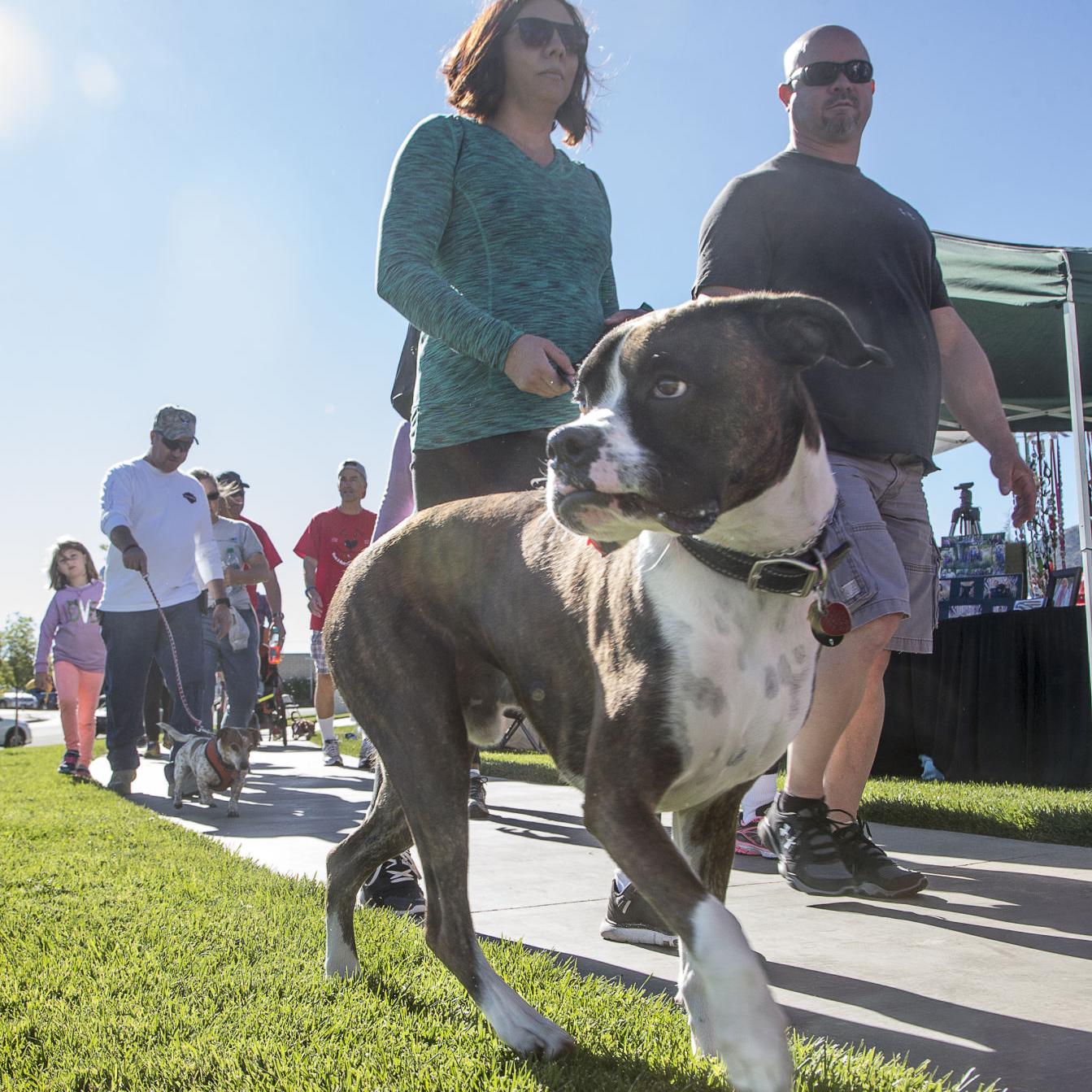 Gone To The Dogs 5k Fun Run Pet Festival Moves To Meadowbrook