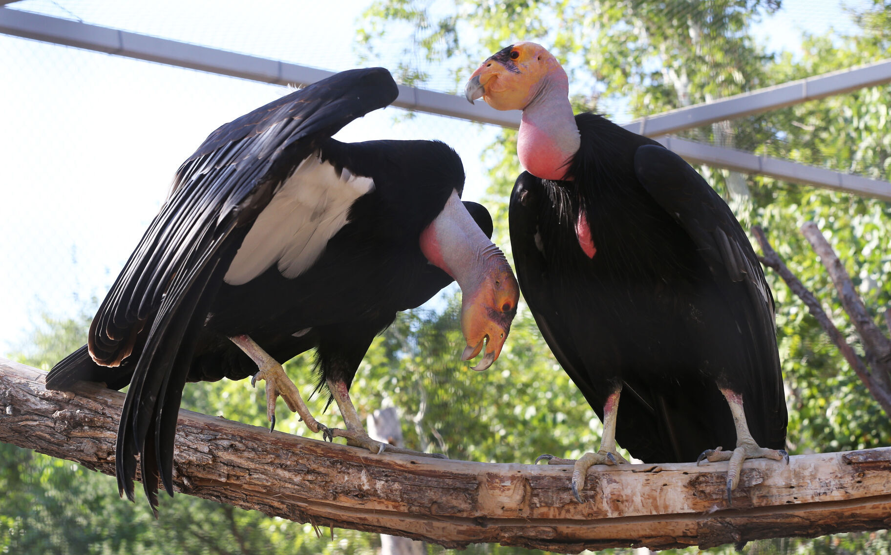 Hunters, ranchers become front line in efforts to save California condors News tehachapinews