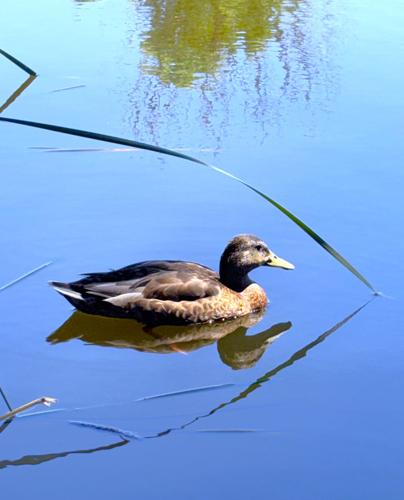 Natural Sightings: Reflections of subtle beauty