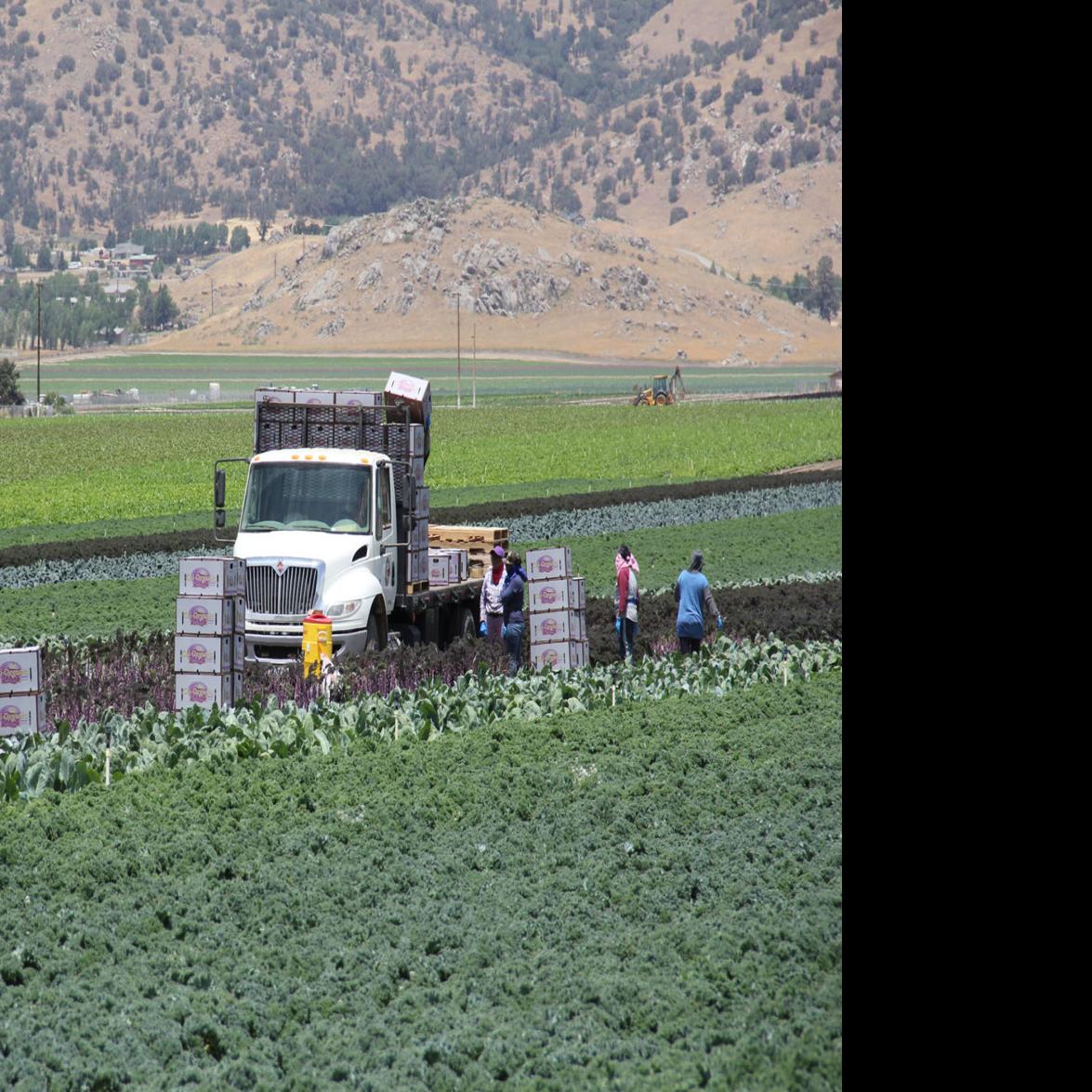agriculture-in-tehachapi-still-thriving-even-as-large-companies-come-in-news-tehachapinews-com