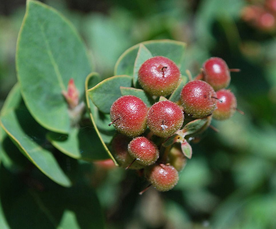 Are manzanita berries hot sale poisonous to dogs