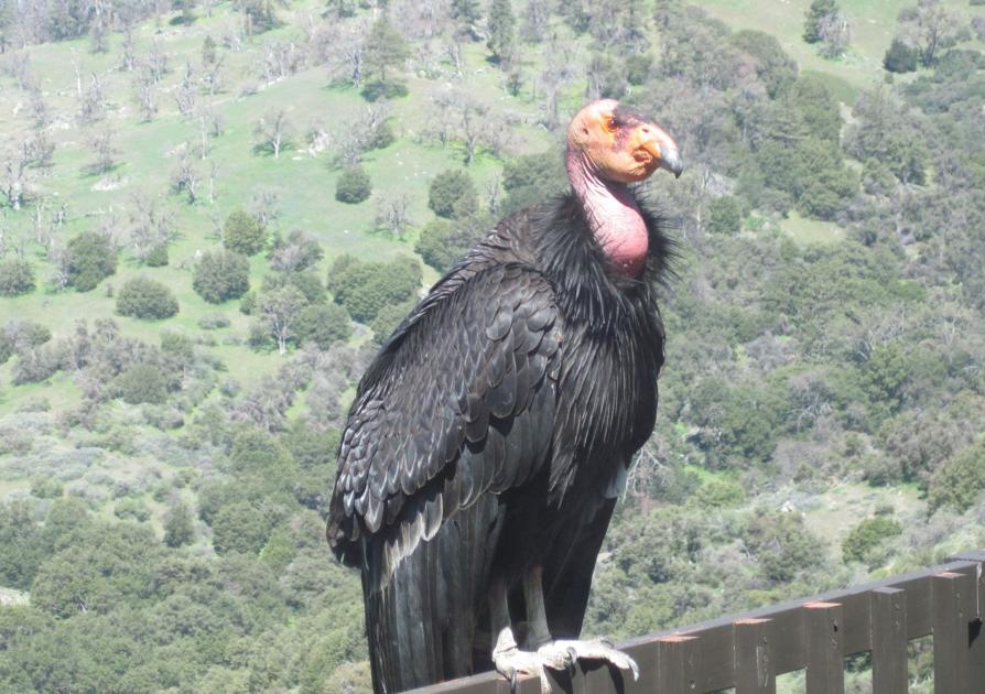 Natural Sightings A Giant Surprise Visitor Lifestyle