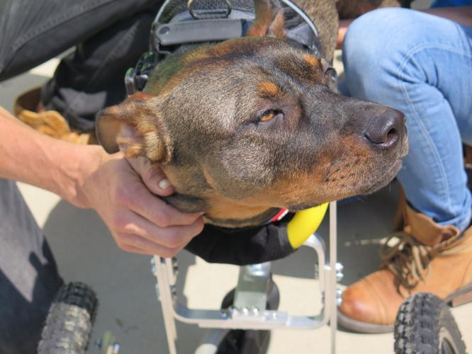 Marley's Mutts canine receives mobility cart donation after double