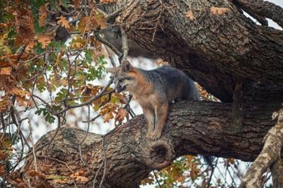 Natural Sightings #661 - Gray Fox.jpg